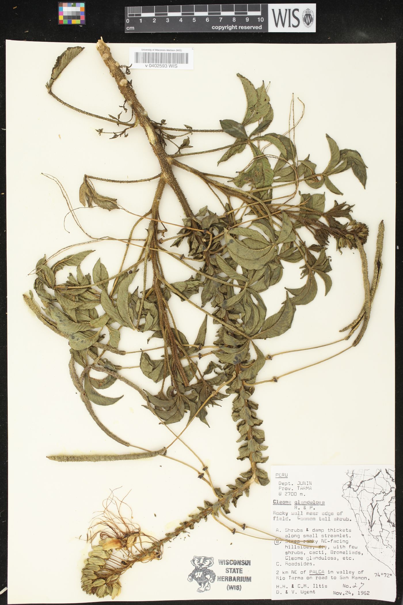 Cleome glandulosa image
