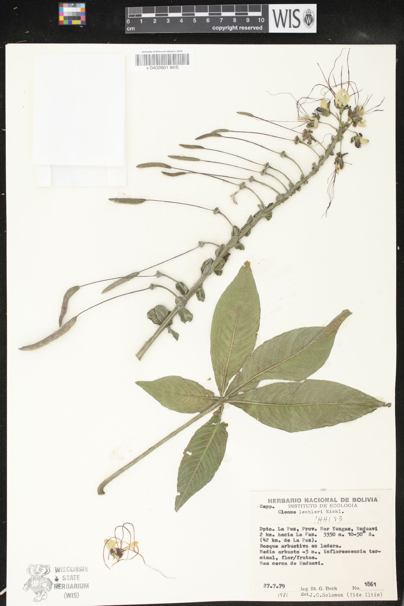 Cleome lechleri image