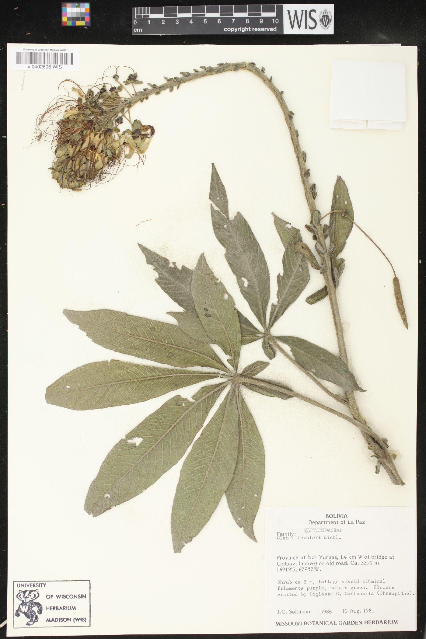 Cleome lechleri image