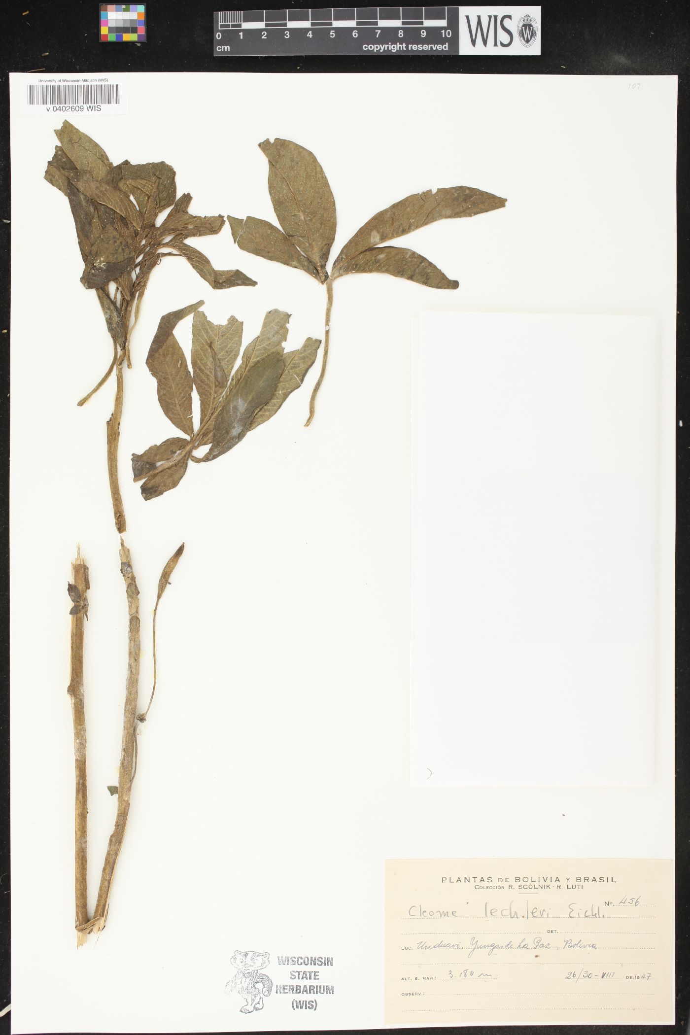 Cleome lechleri image