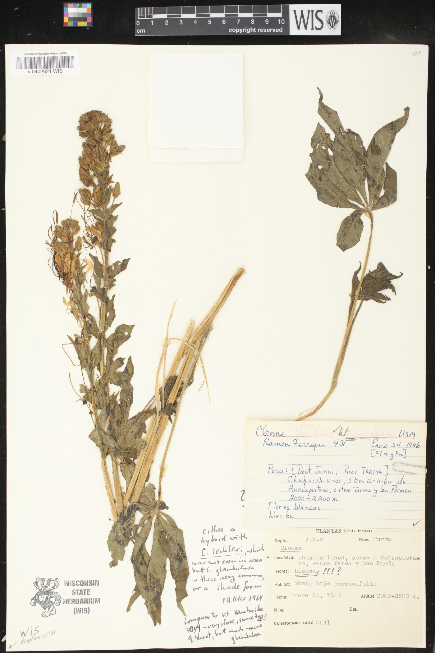 Cleome lechleri image