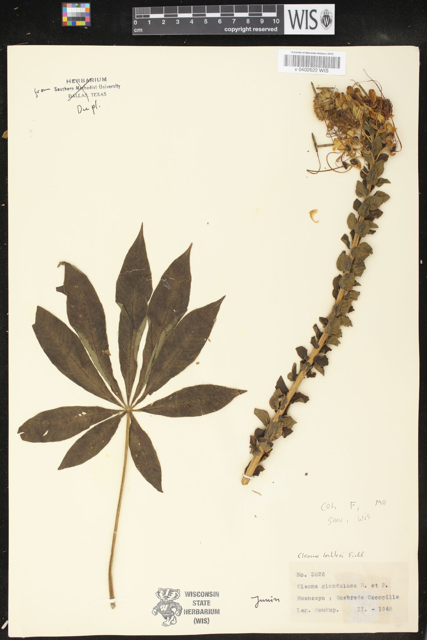 Cleome lechleri image