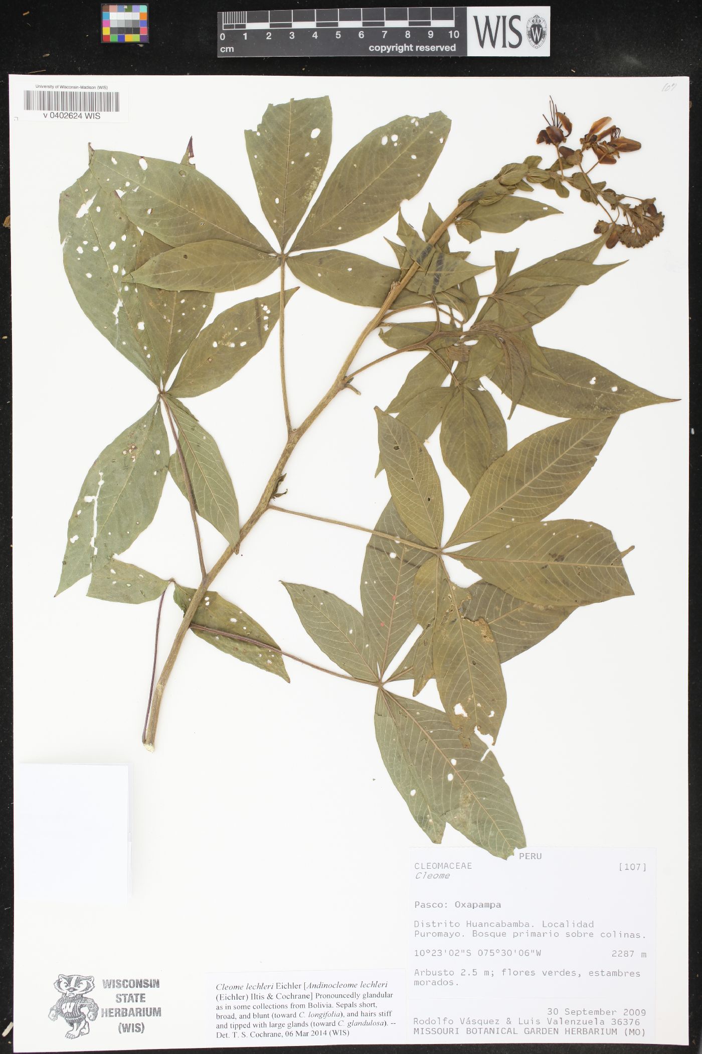 Cleome lechleri image