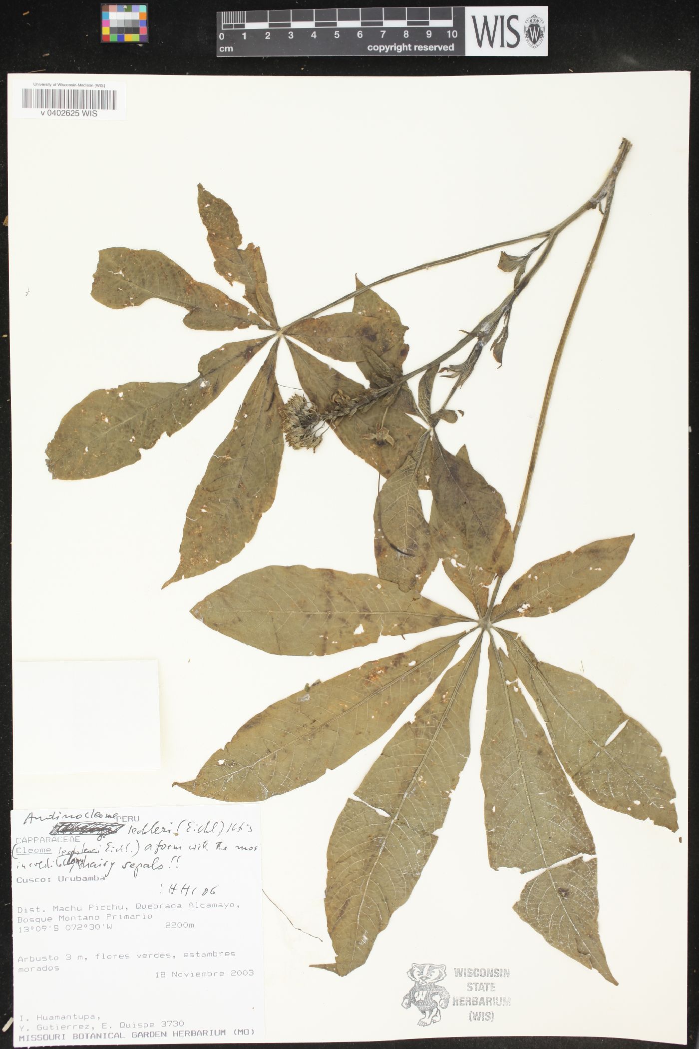 Cleome lechleri image