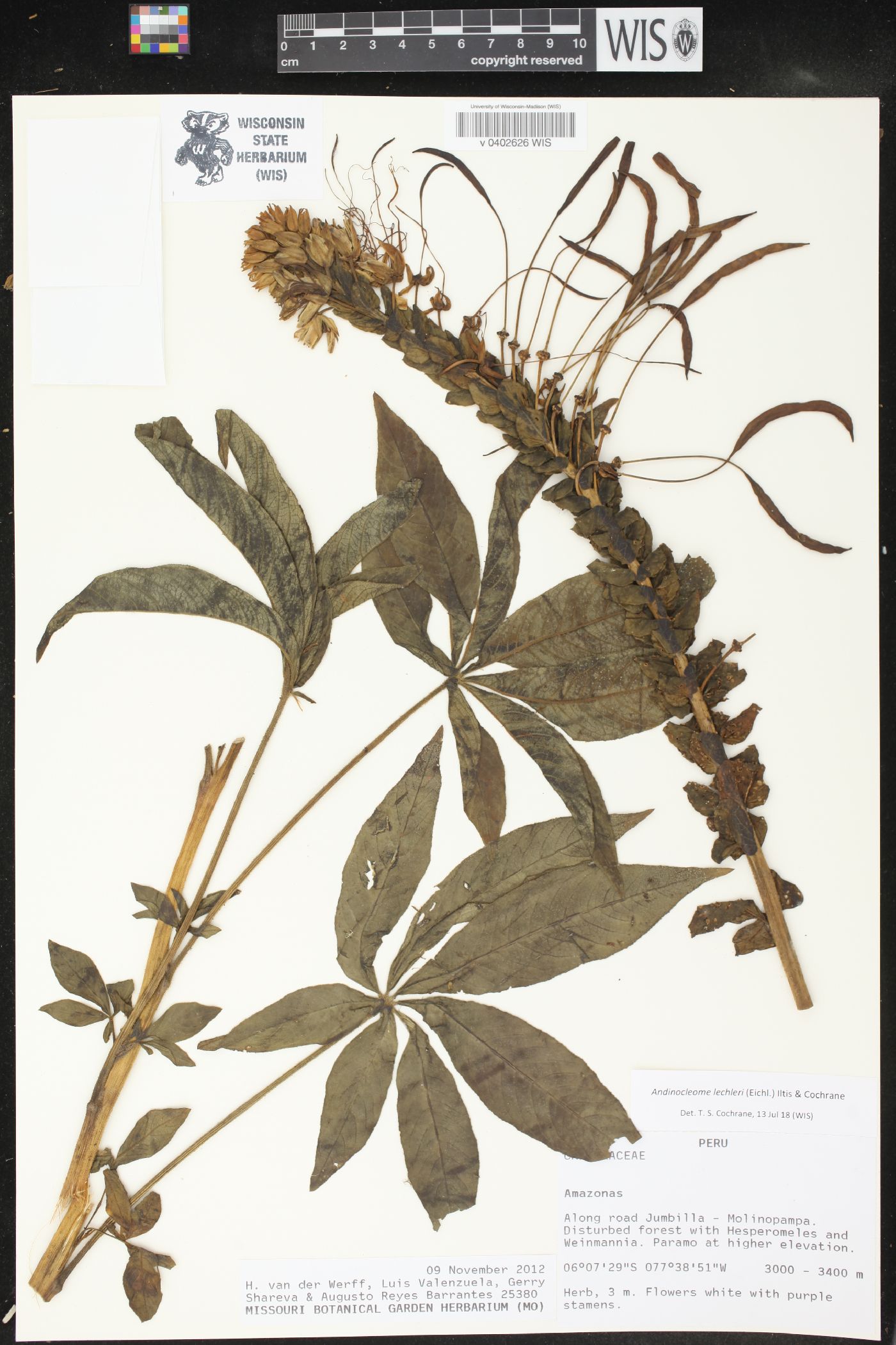 Cleome lechleri image