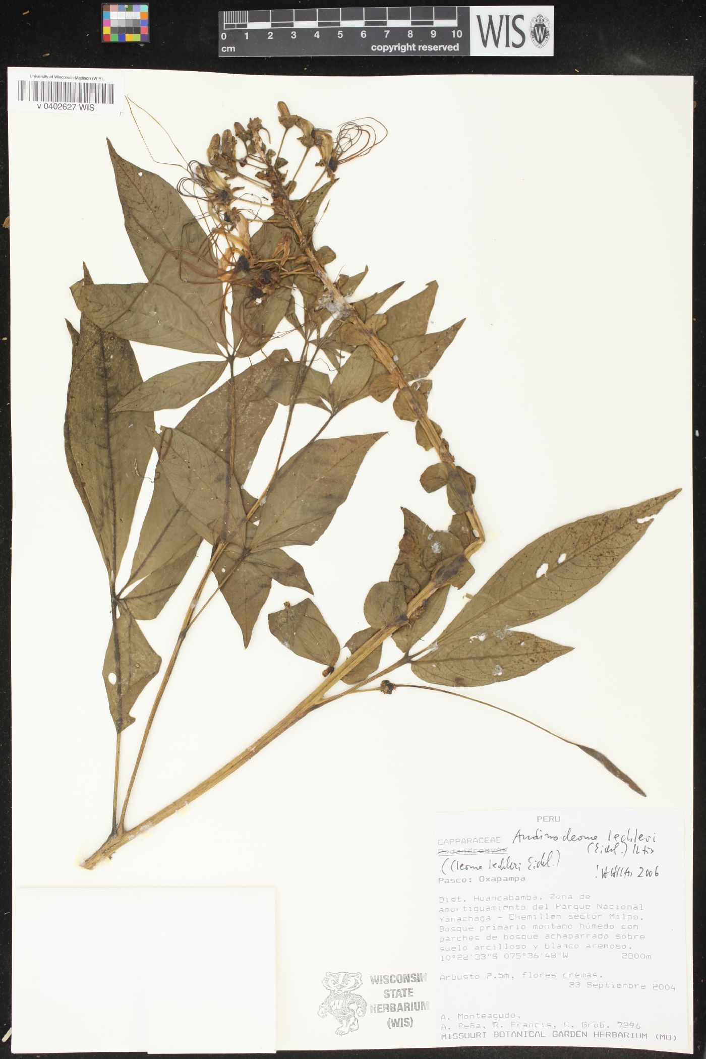 Cleome lechleri image