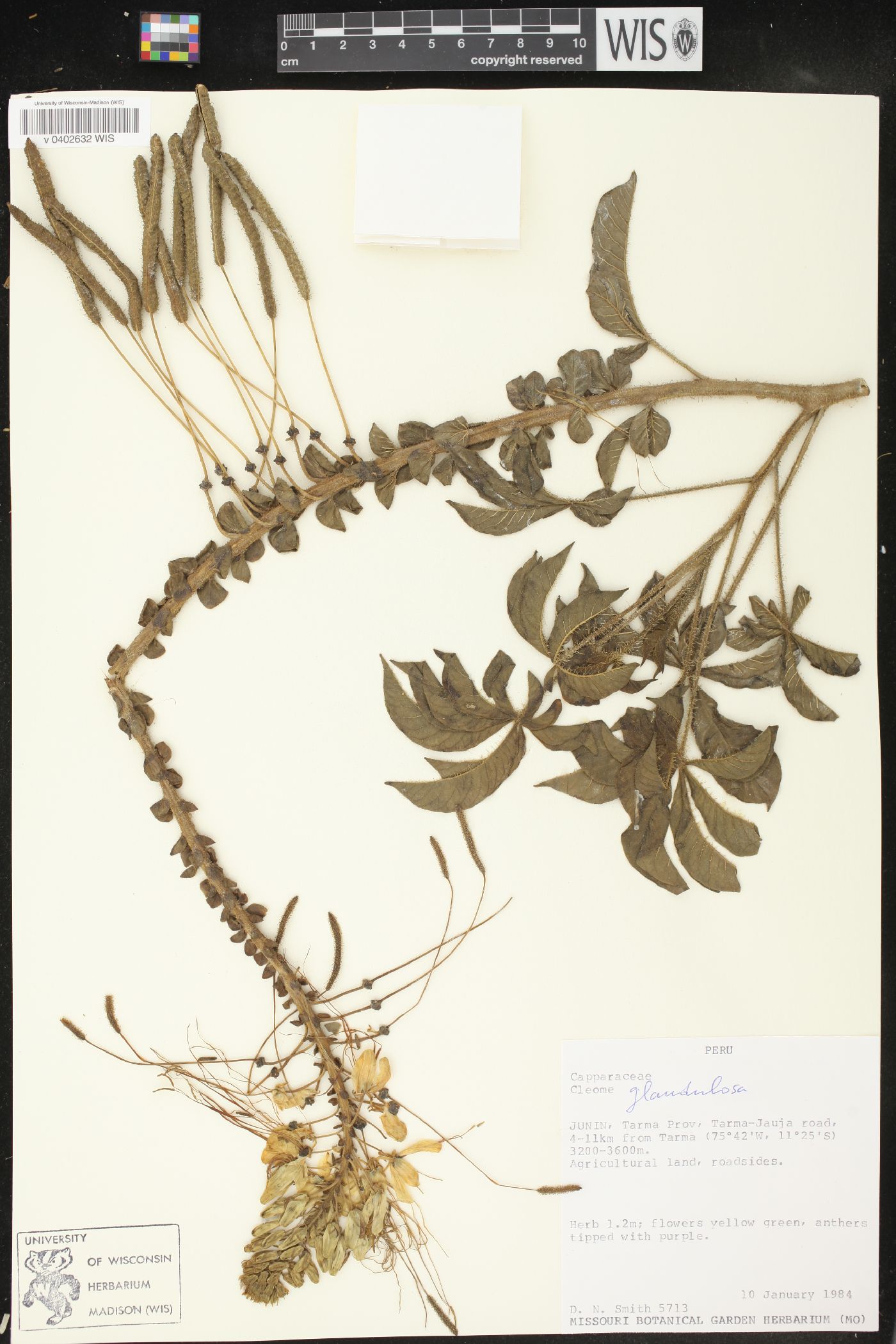 Cleome glandulosa image