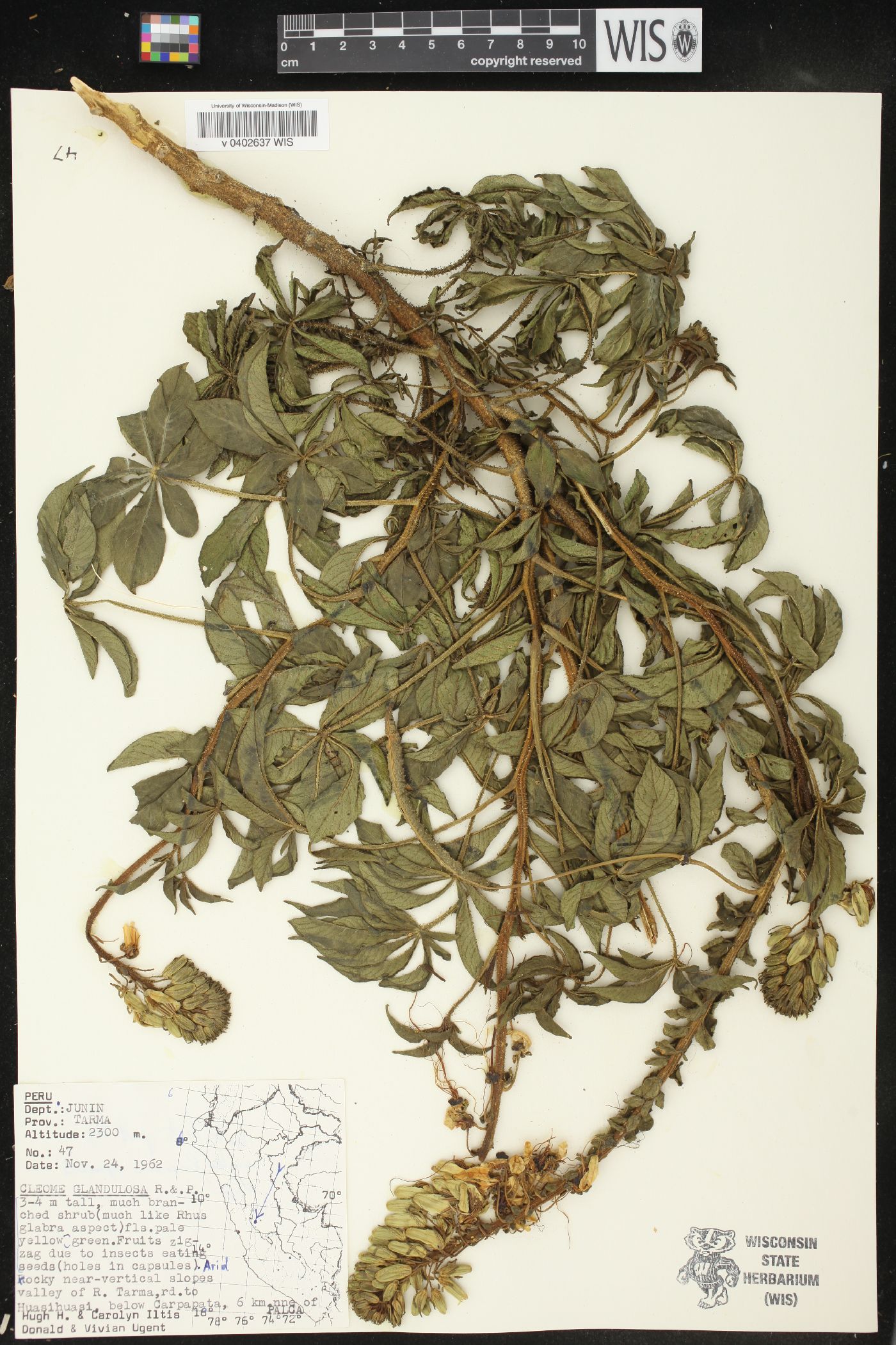 Cleome glandulosa image