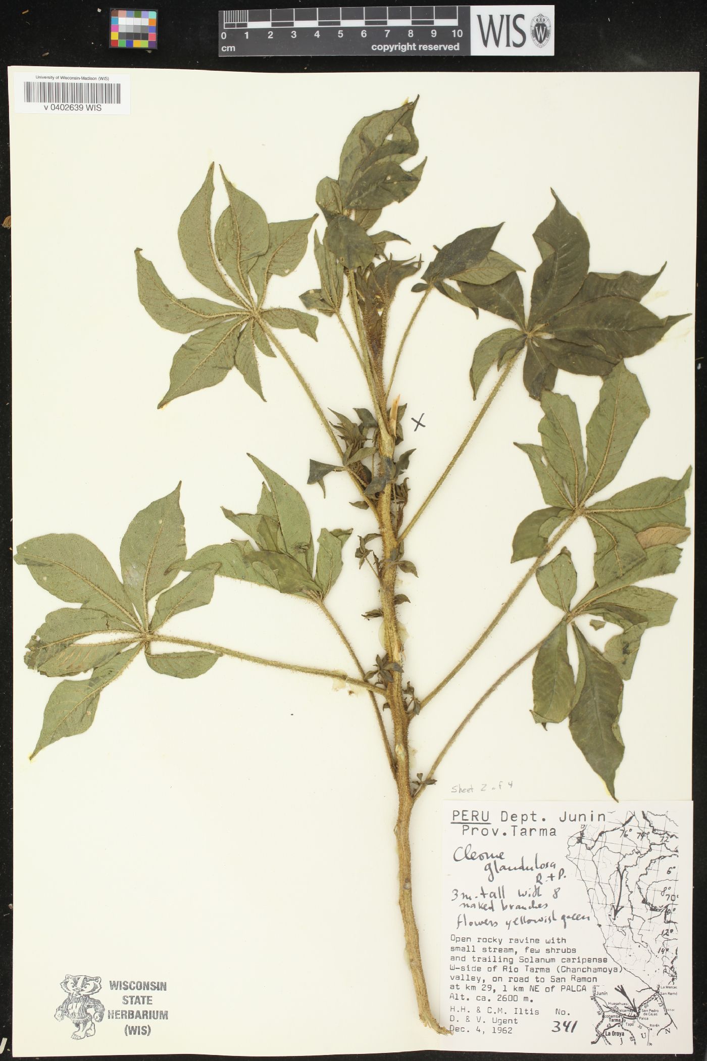 Cleome glandulosa image