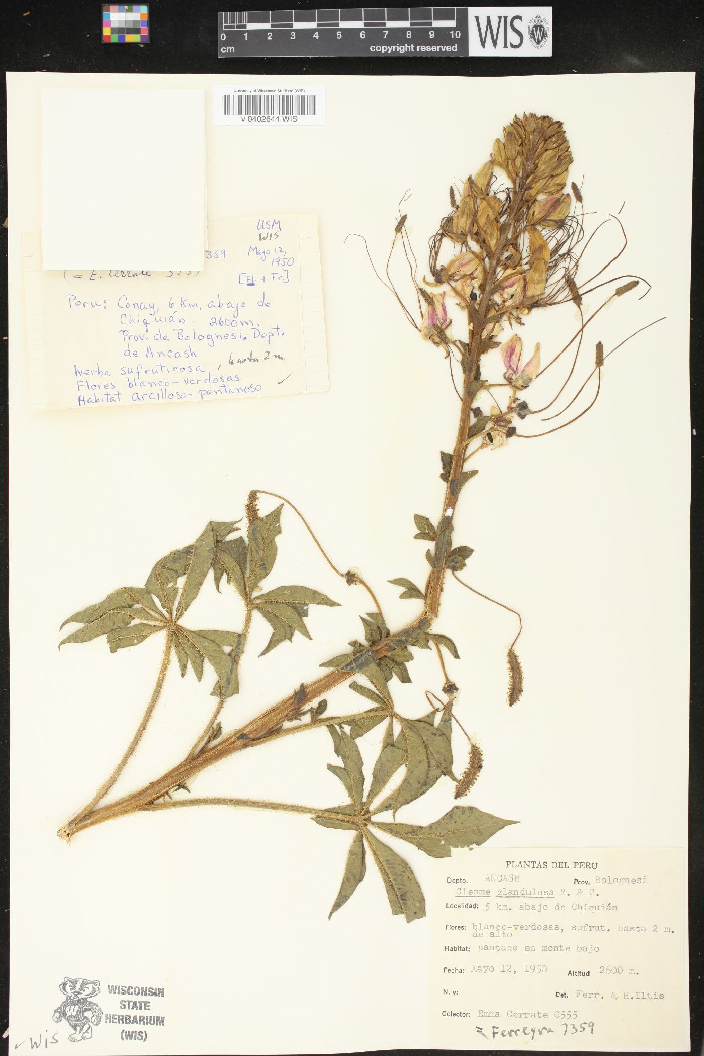 Cleome glandulosa image