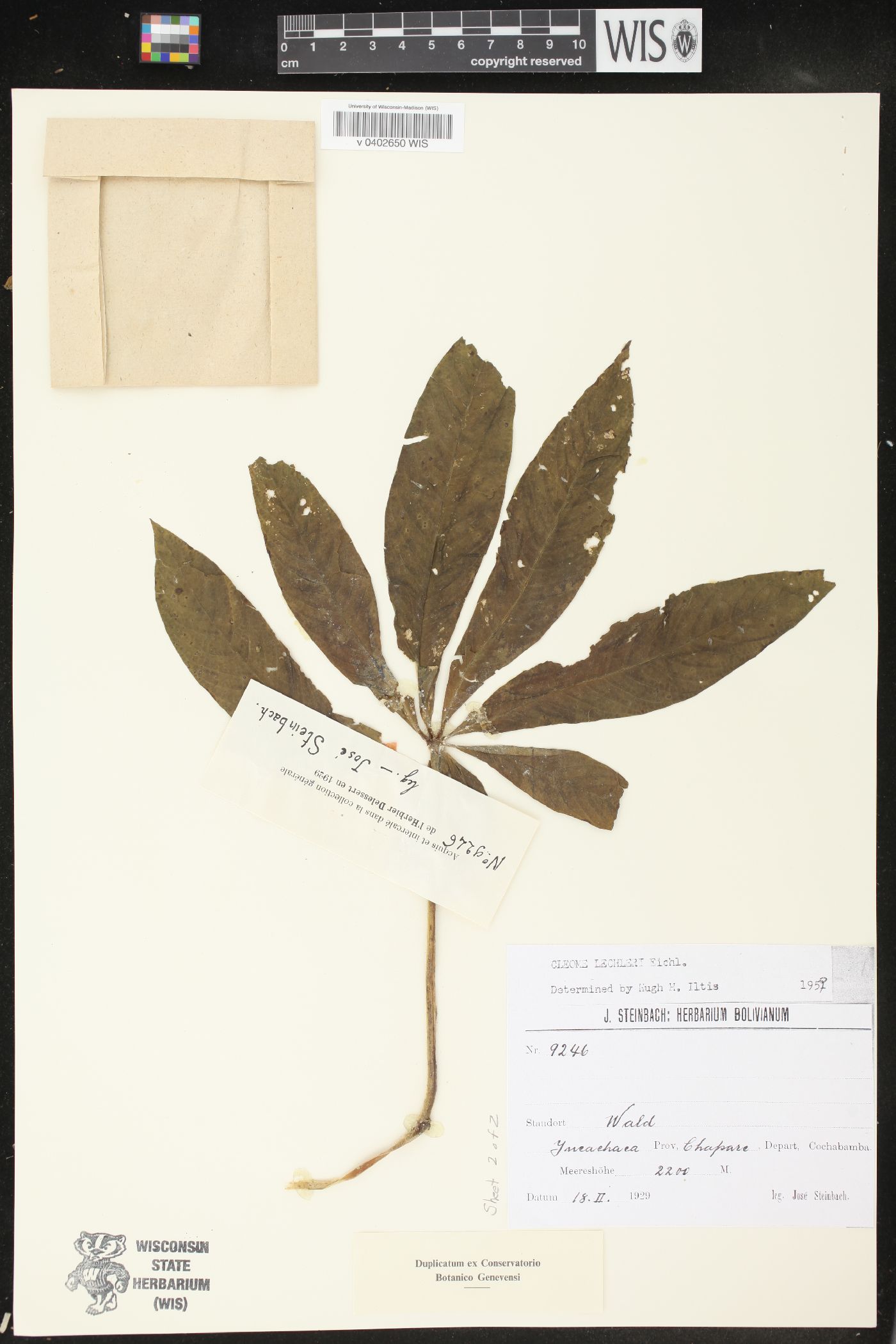 Cleome lechleri image