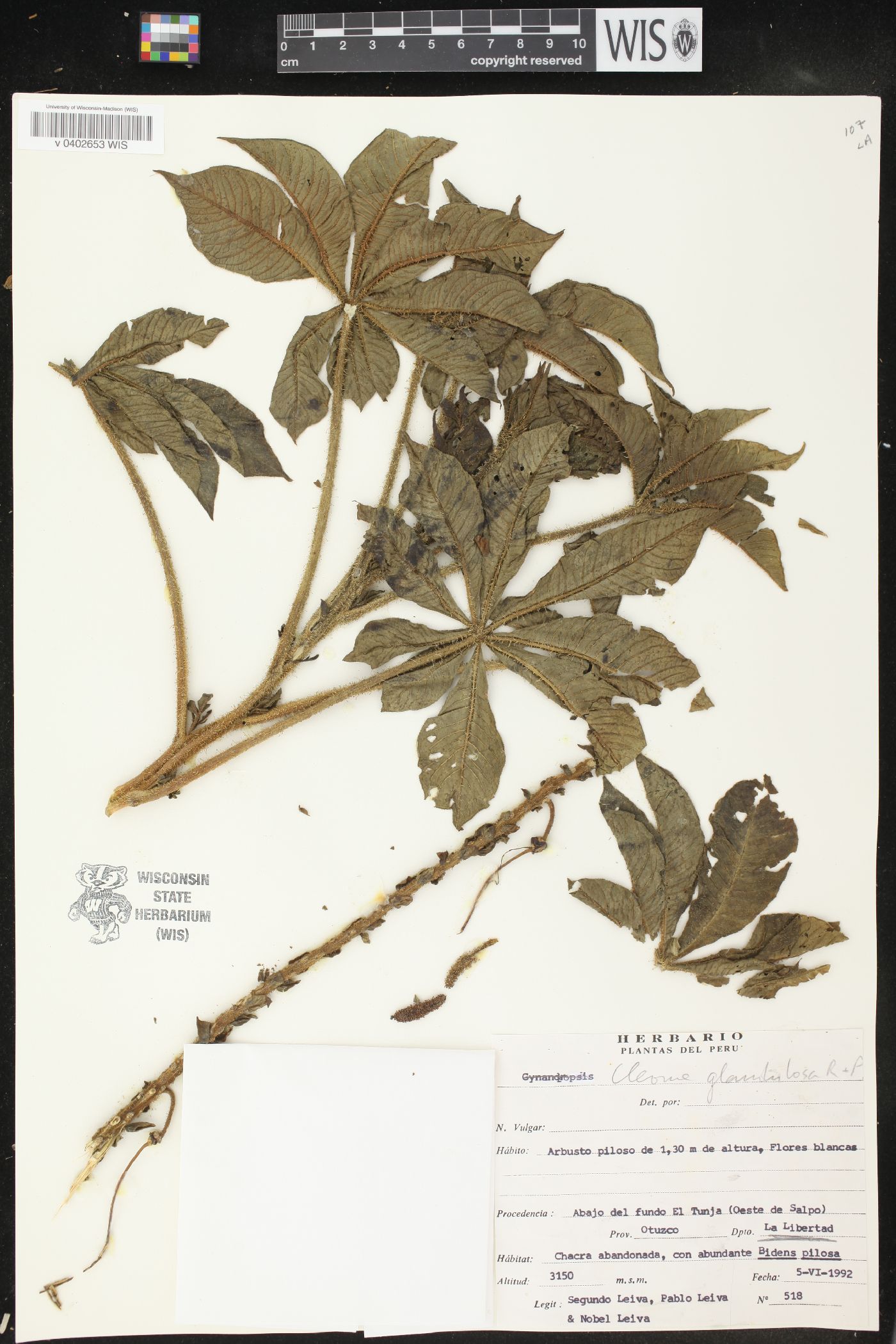 Cleome glandulosa image