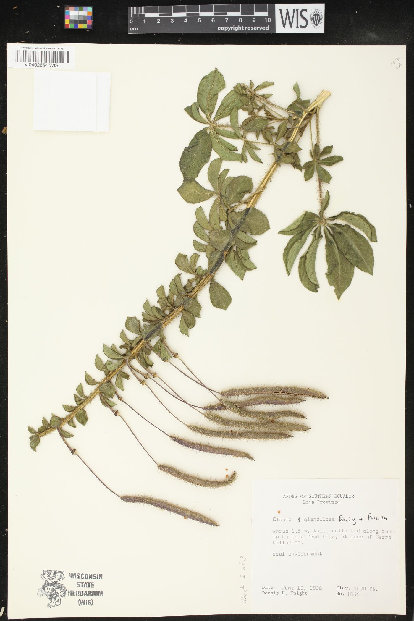 Cleome glandulosa image