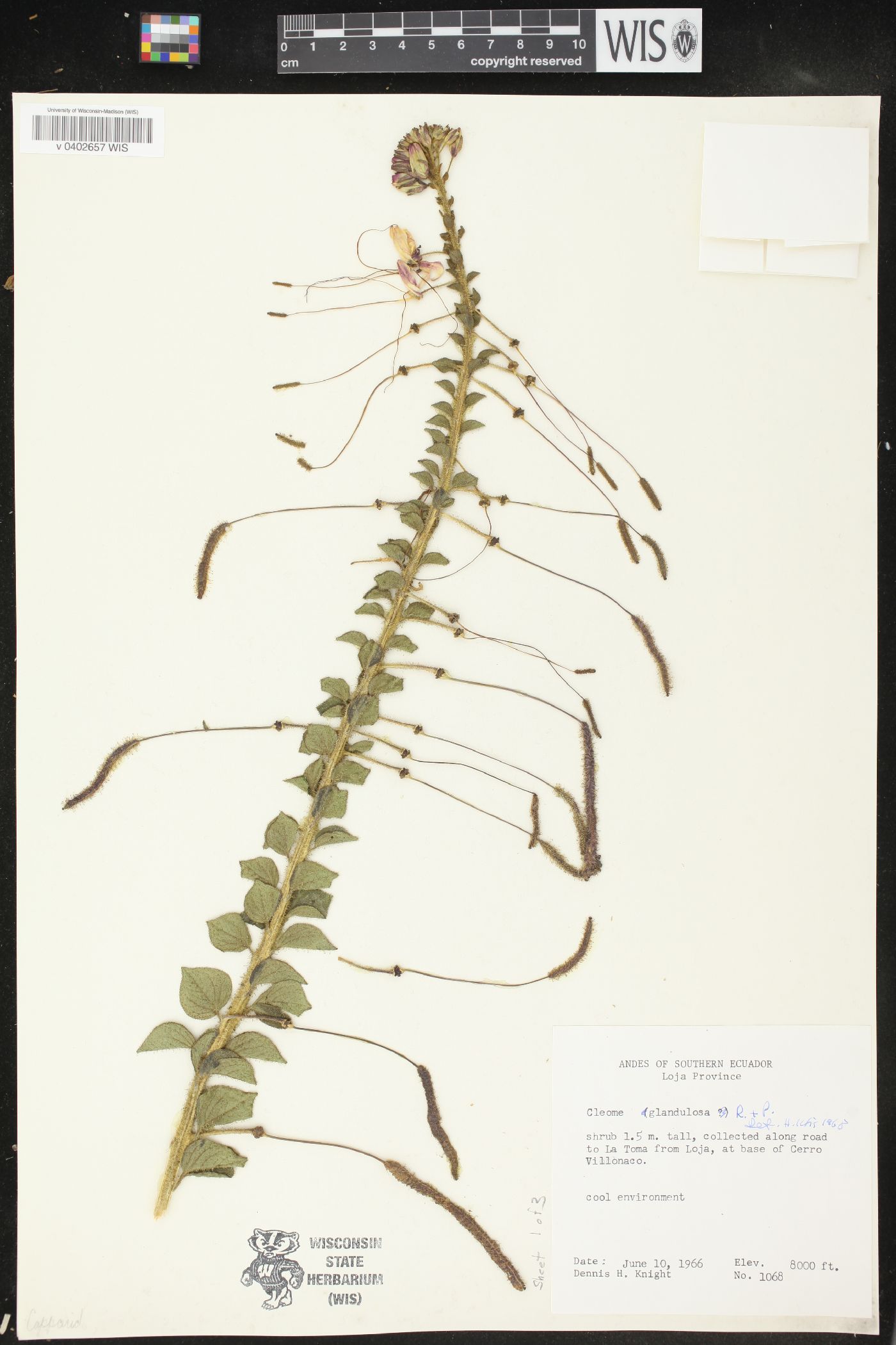 Cleome glandulosa image
