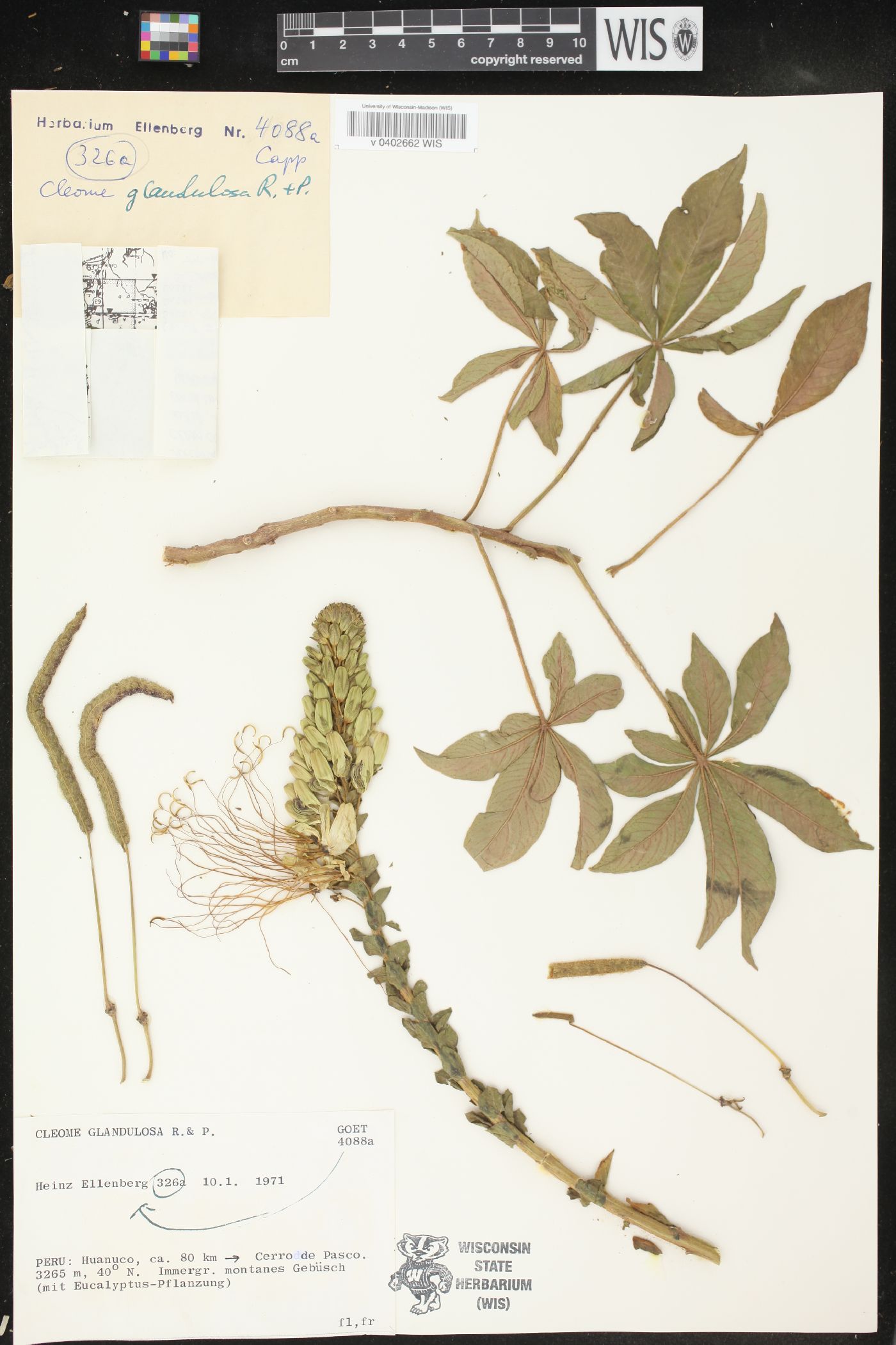 Cleome glandulosa image