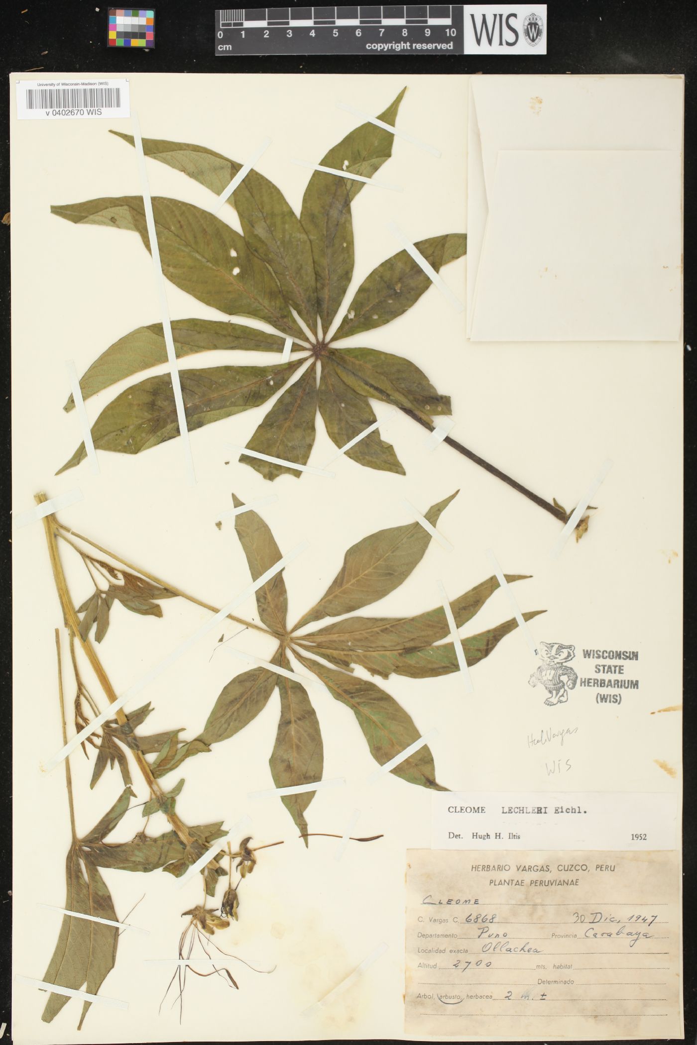 Cleome lechleri image