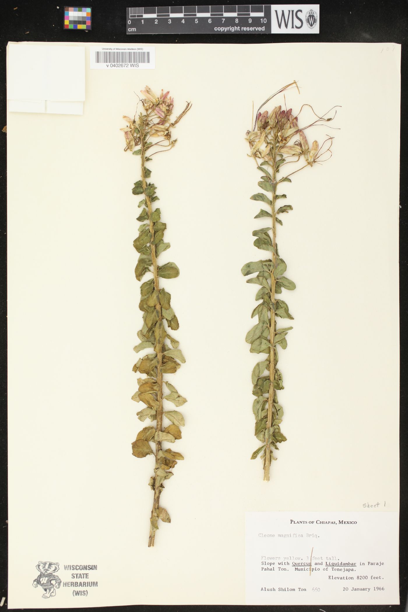 Cleome magnifica image