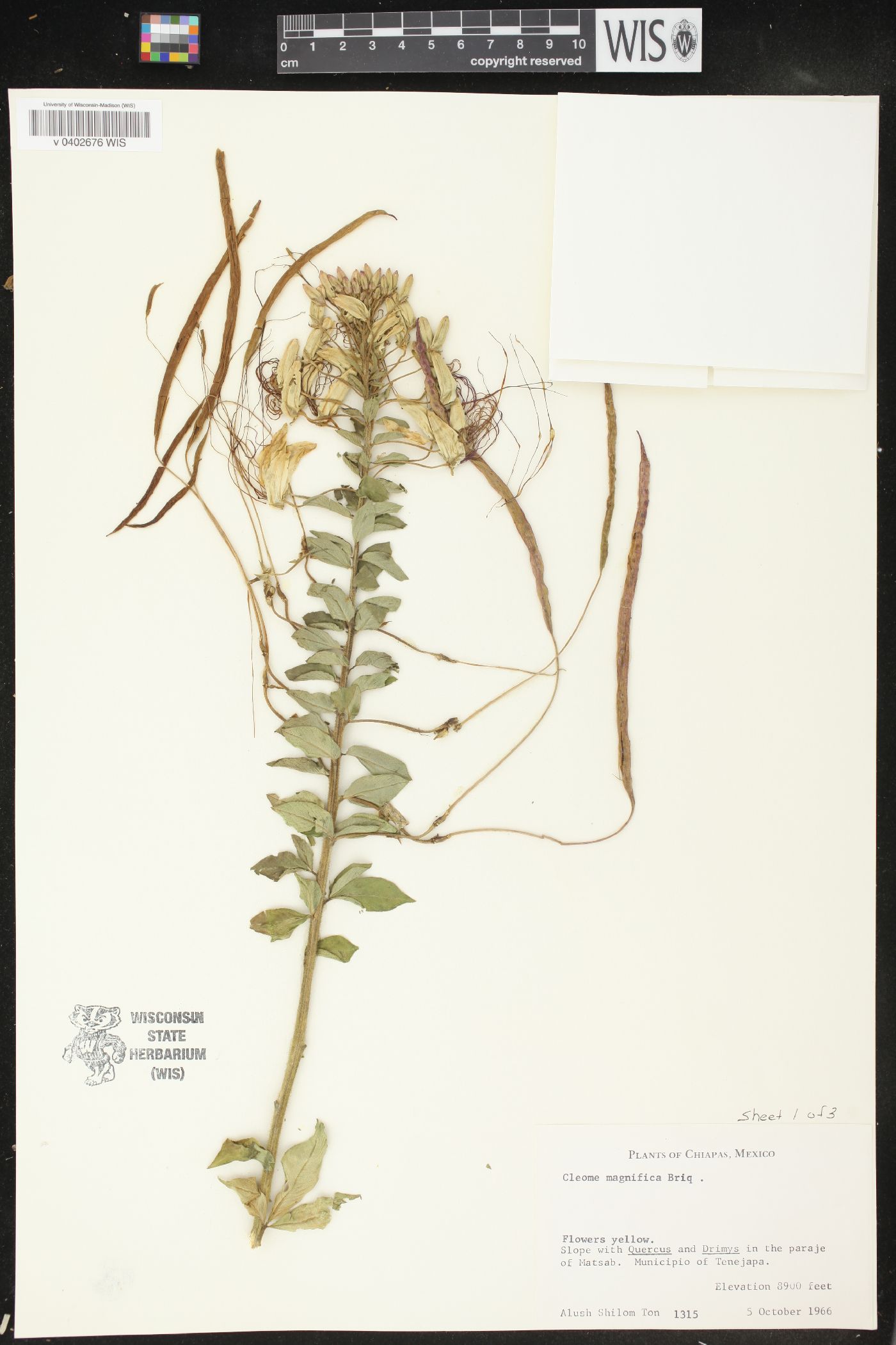 Cleome magnifica image