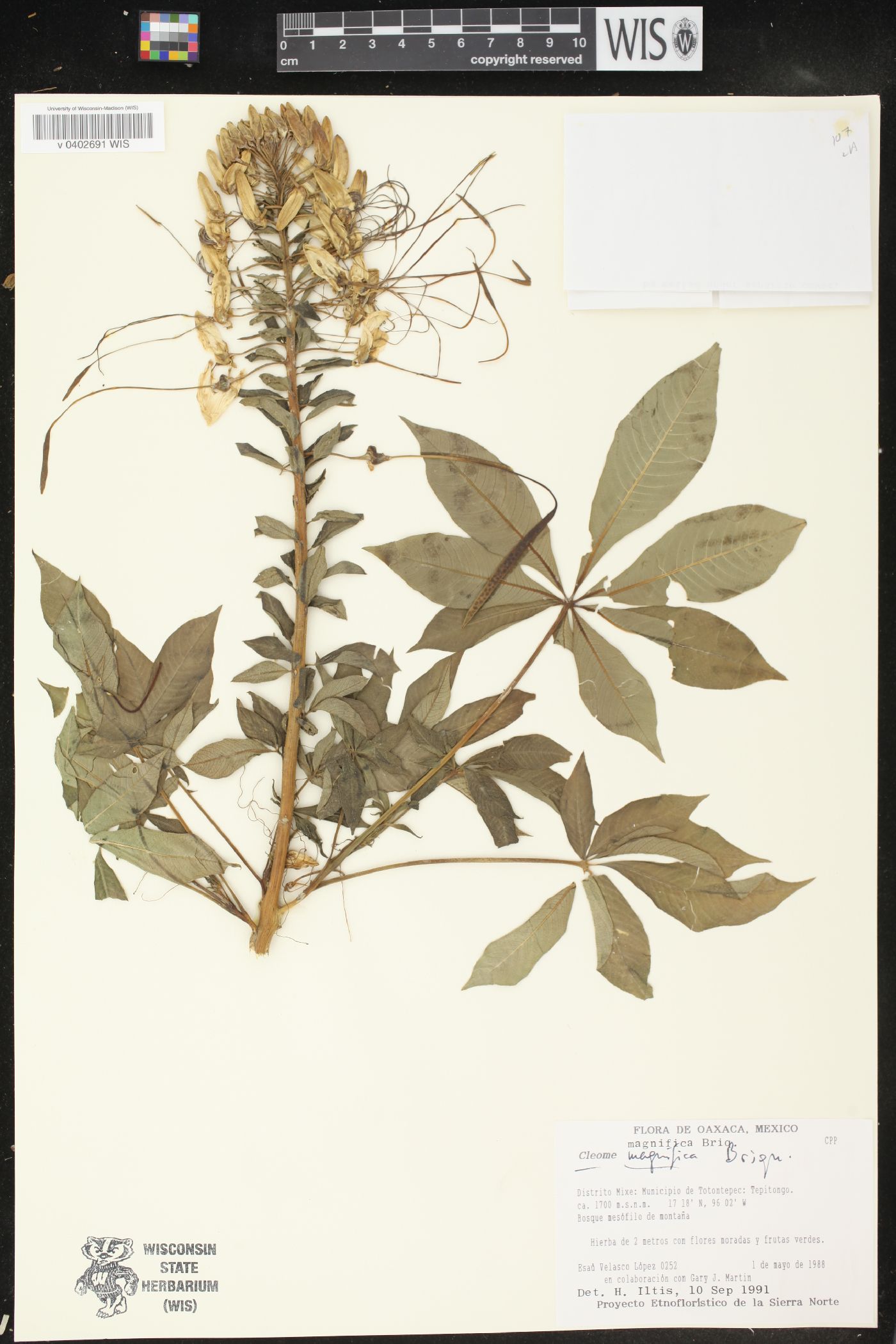 Cleome magnifica image