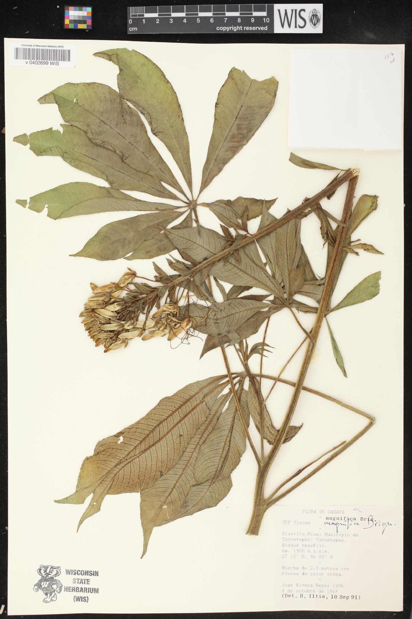 Cleome magnifica image