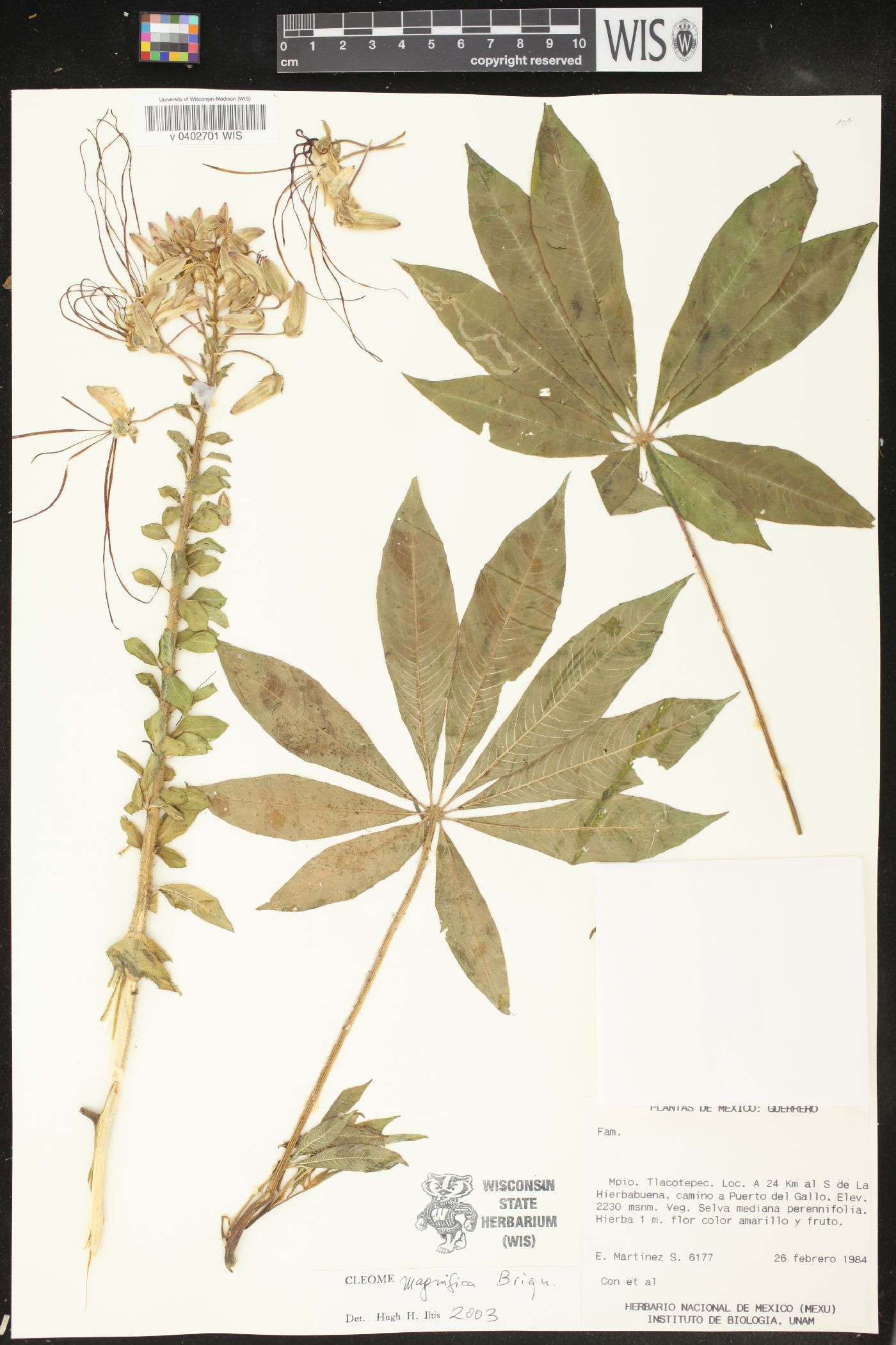 Cleome magnifica image