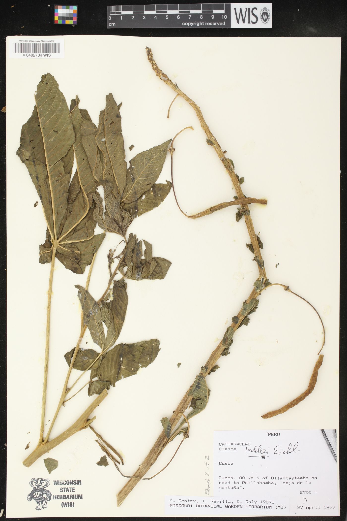Cleome lechleri image