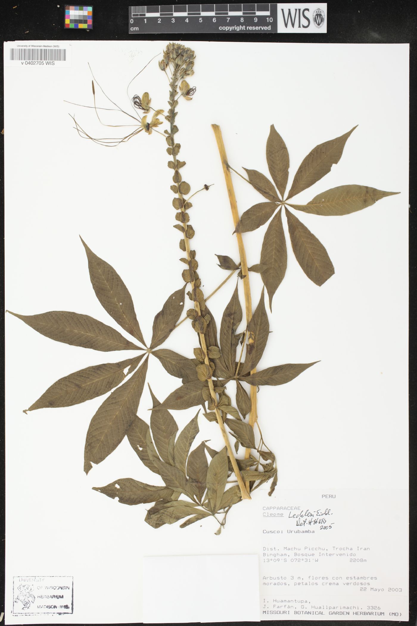 Cleome lechleri image