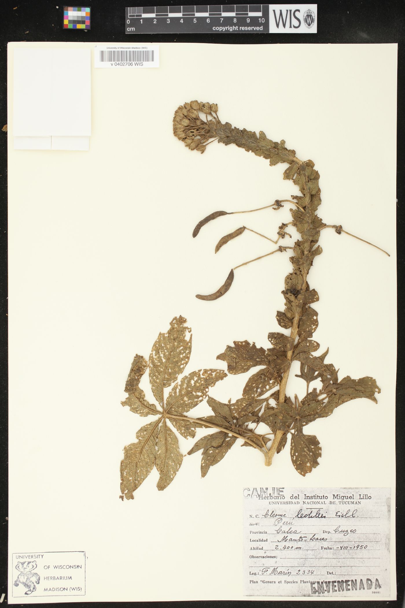 Cleome lechleri image