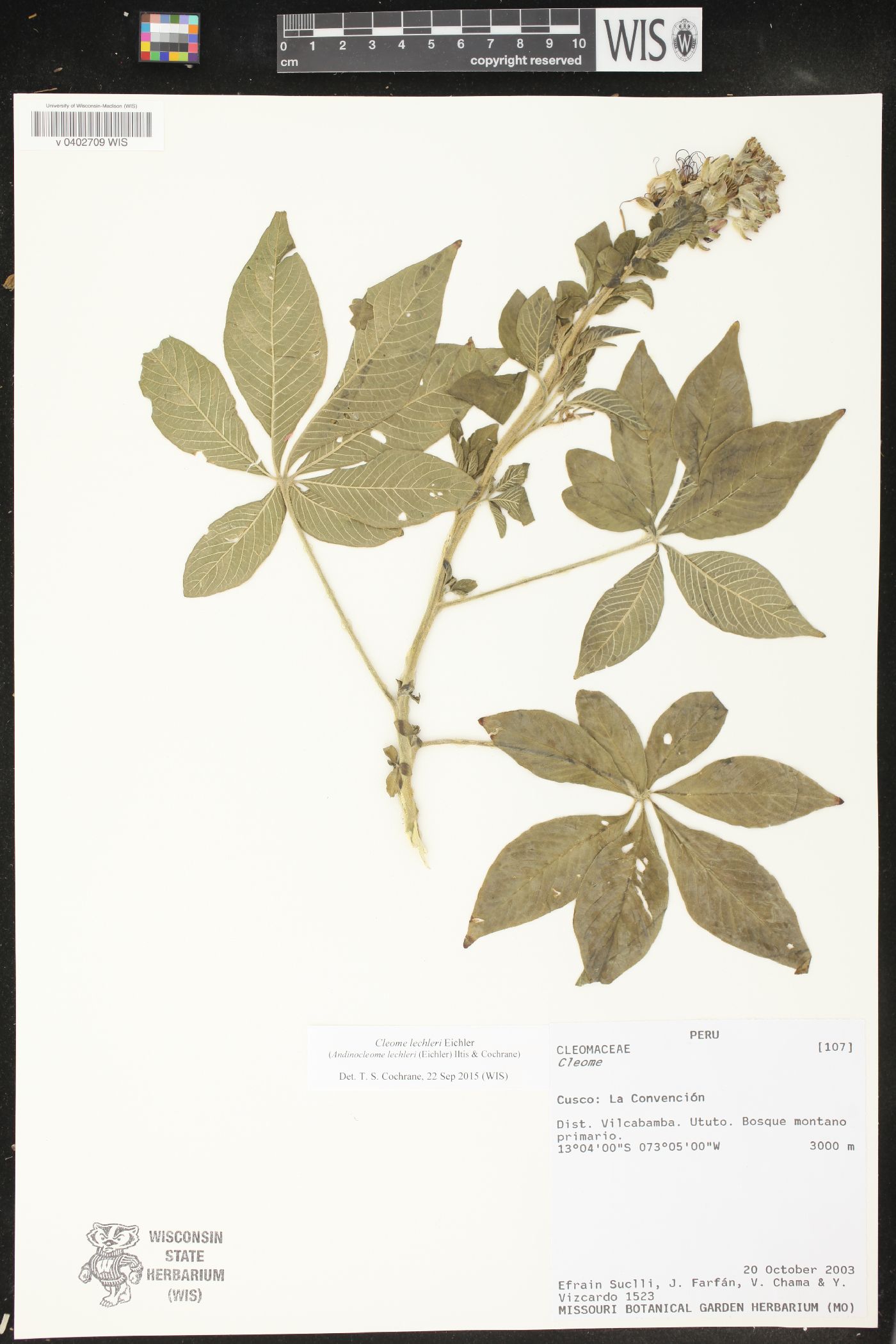 Cleome lechleri image