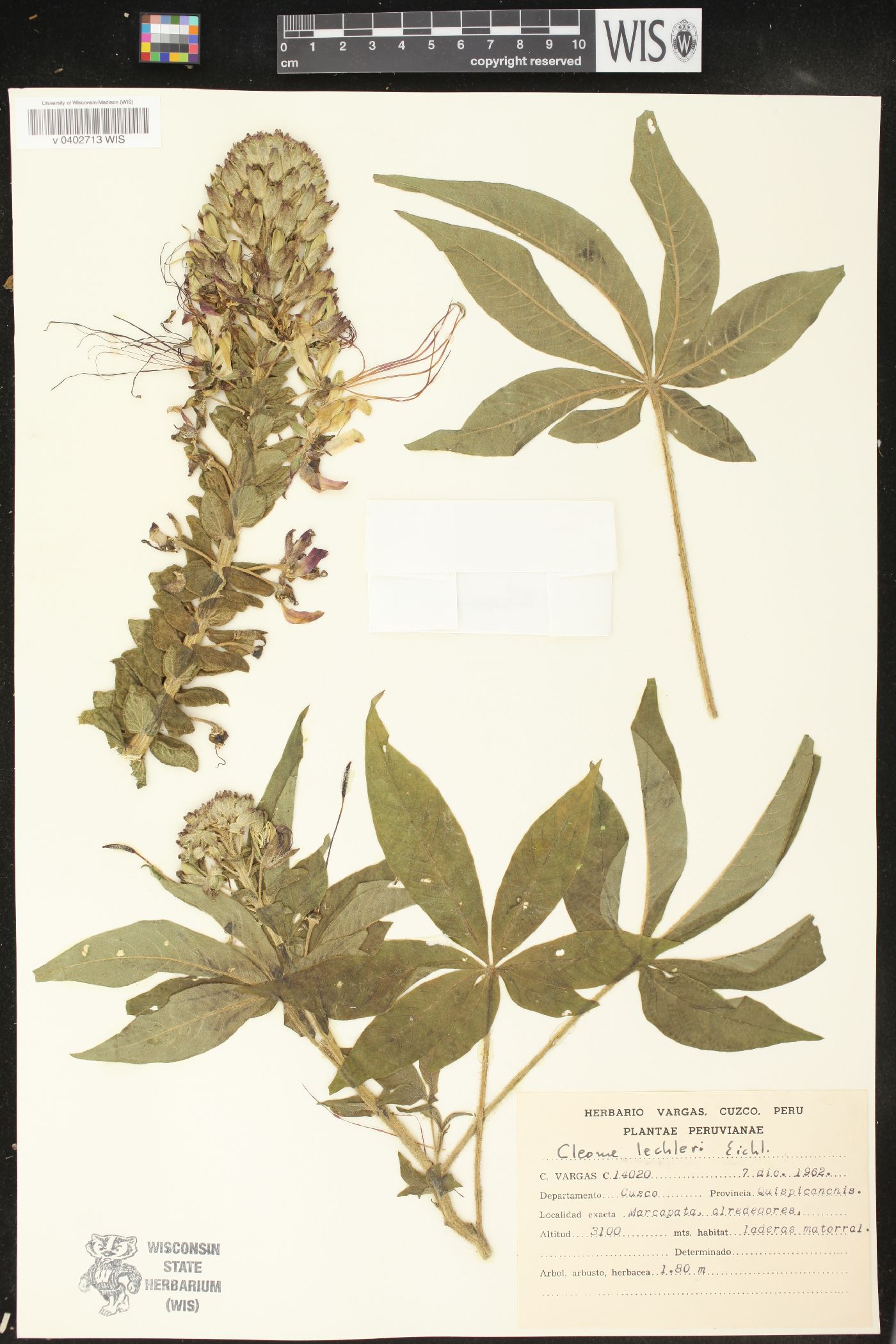 Cleome lechleri image