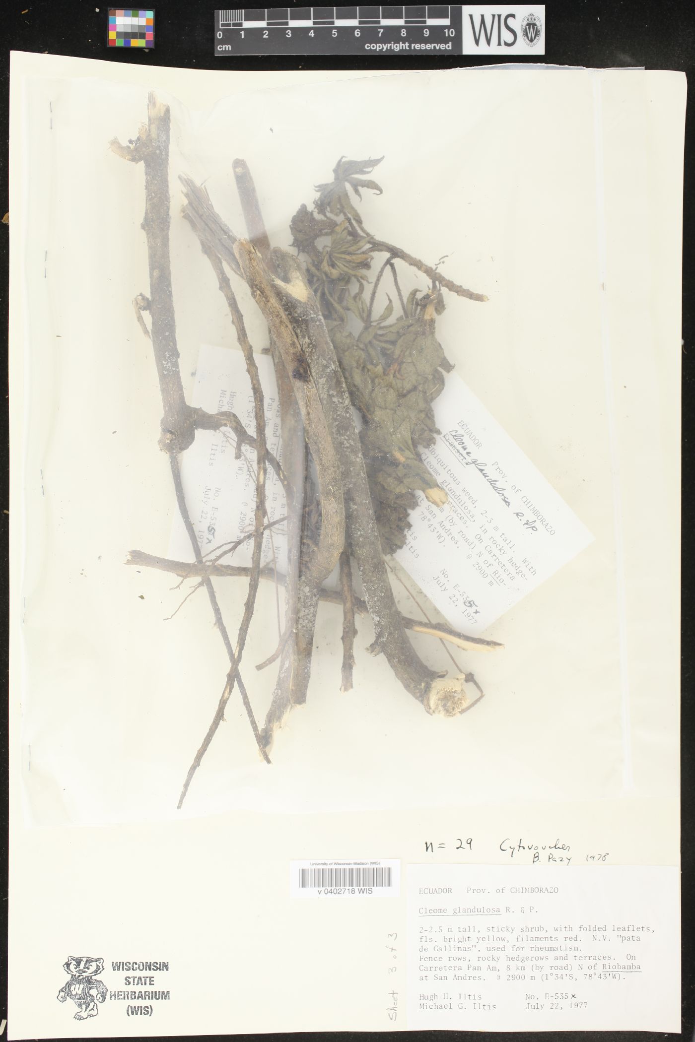 Cleome glandulosa image