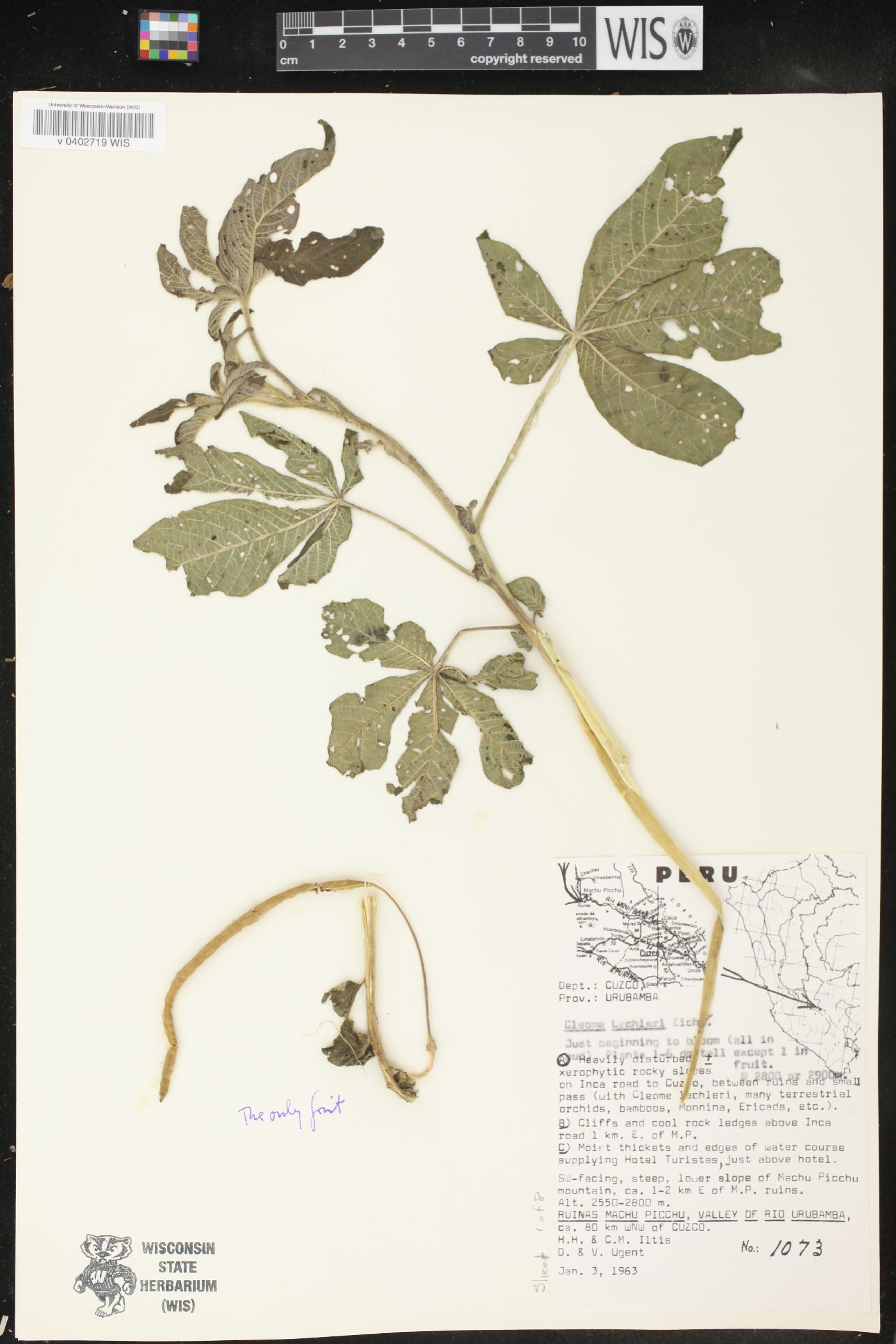 Cleome lechleri image