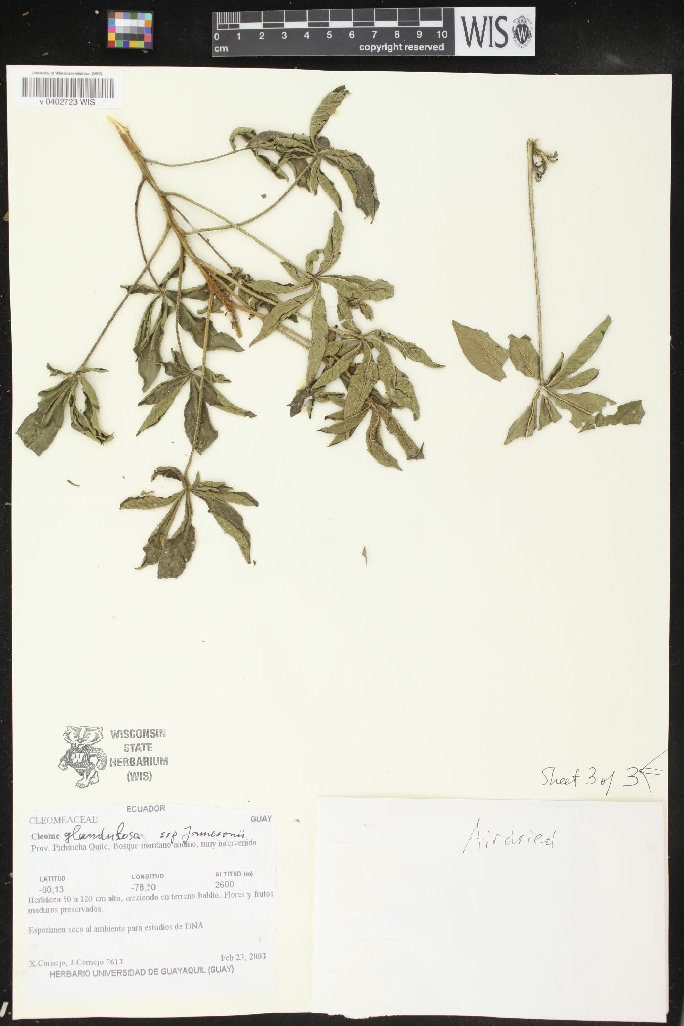 Cleome glandulosa image