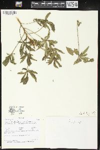 Cleome glandulosa image