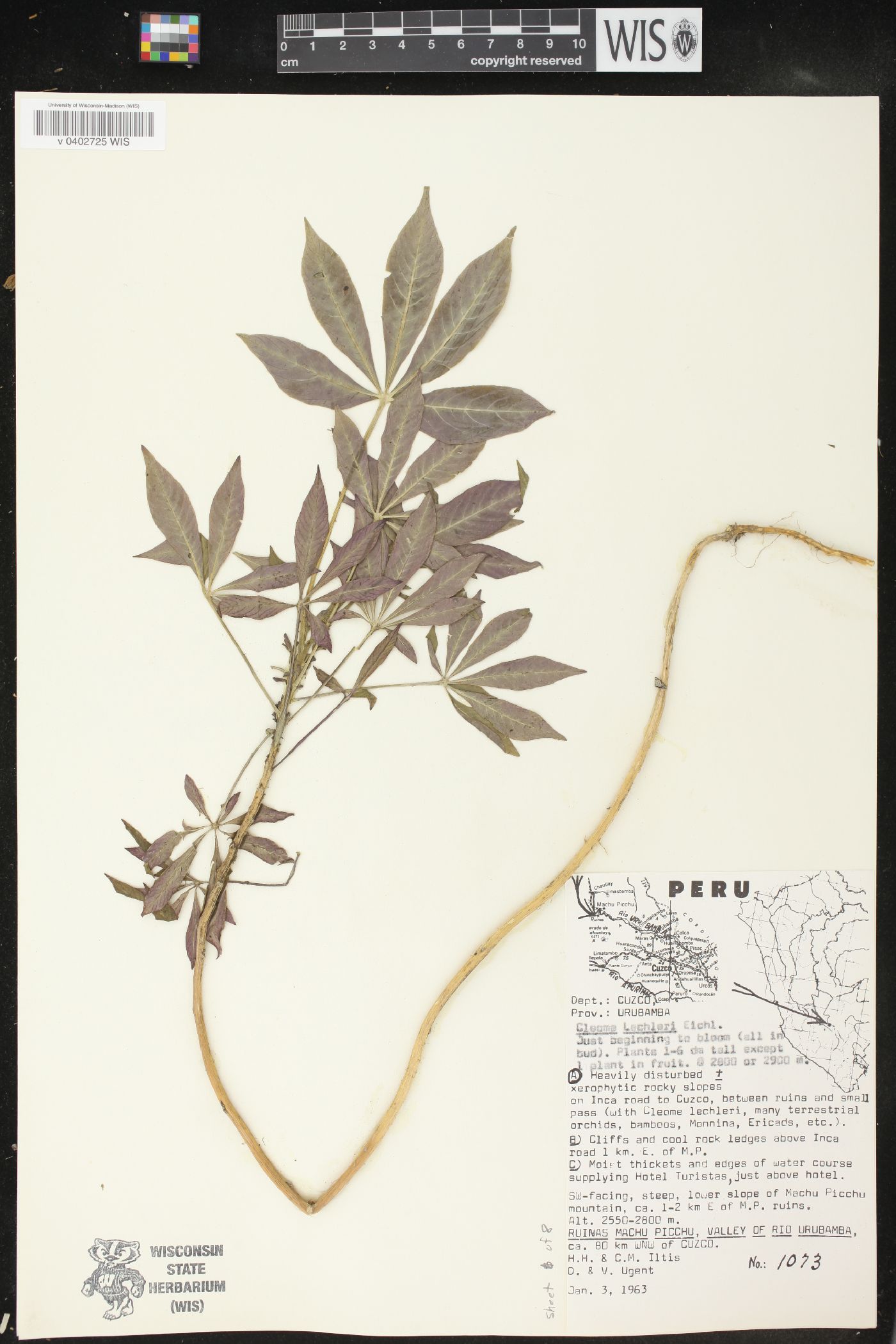 Cleome lechleri image