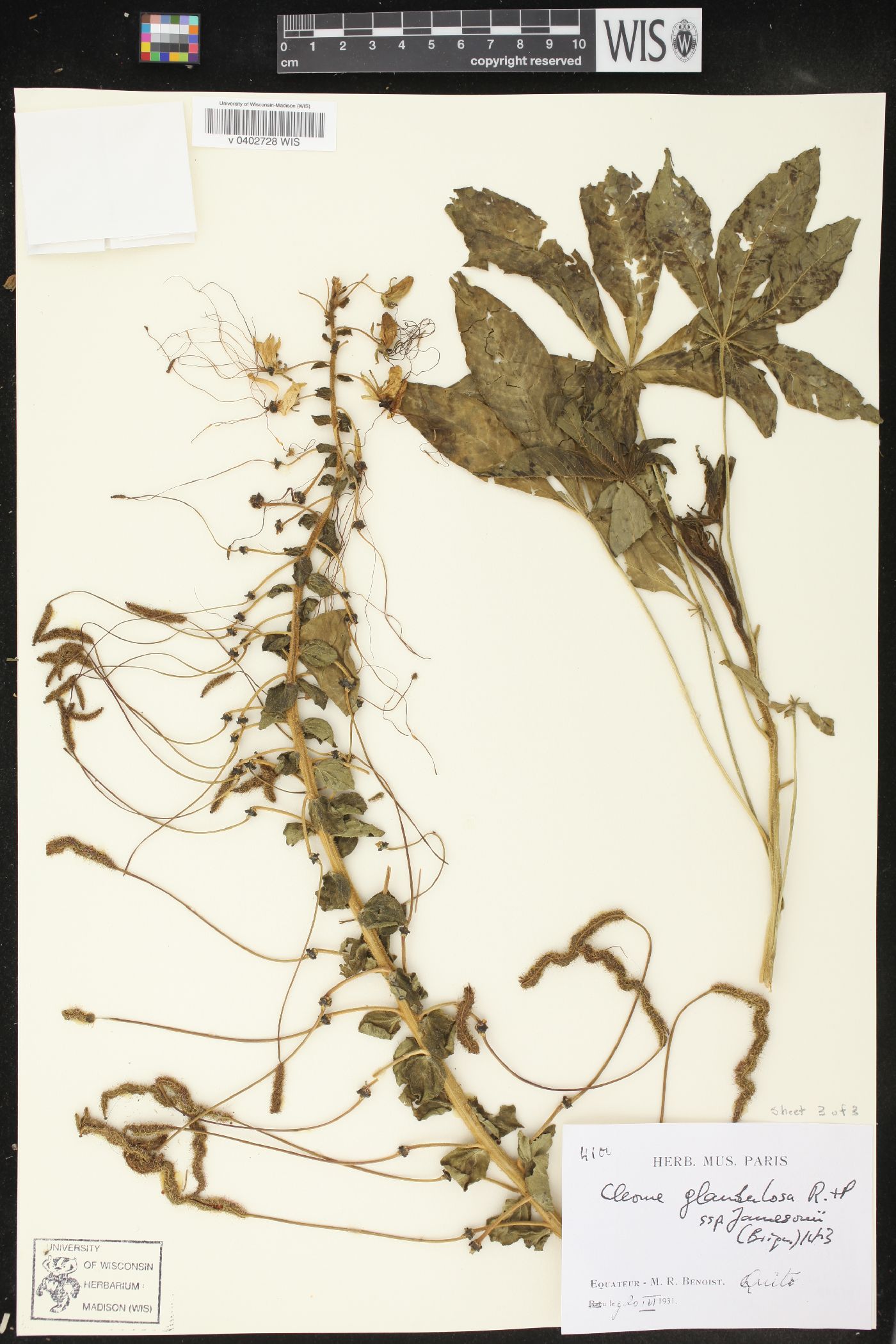 Cleome glandulosa image