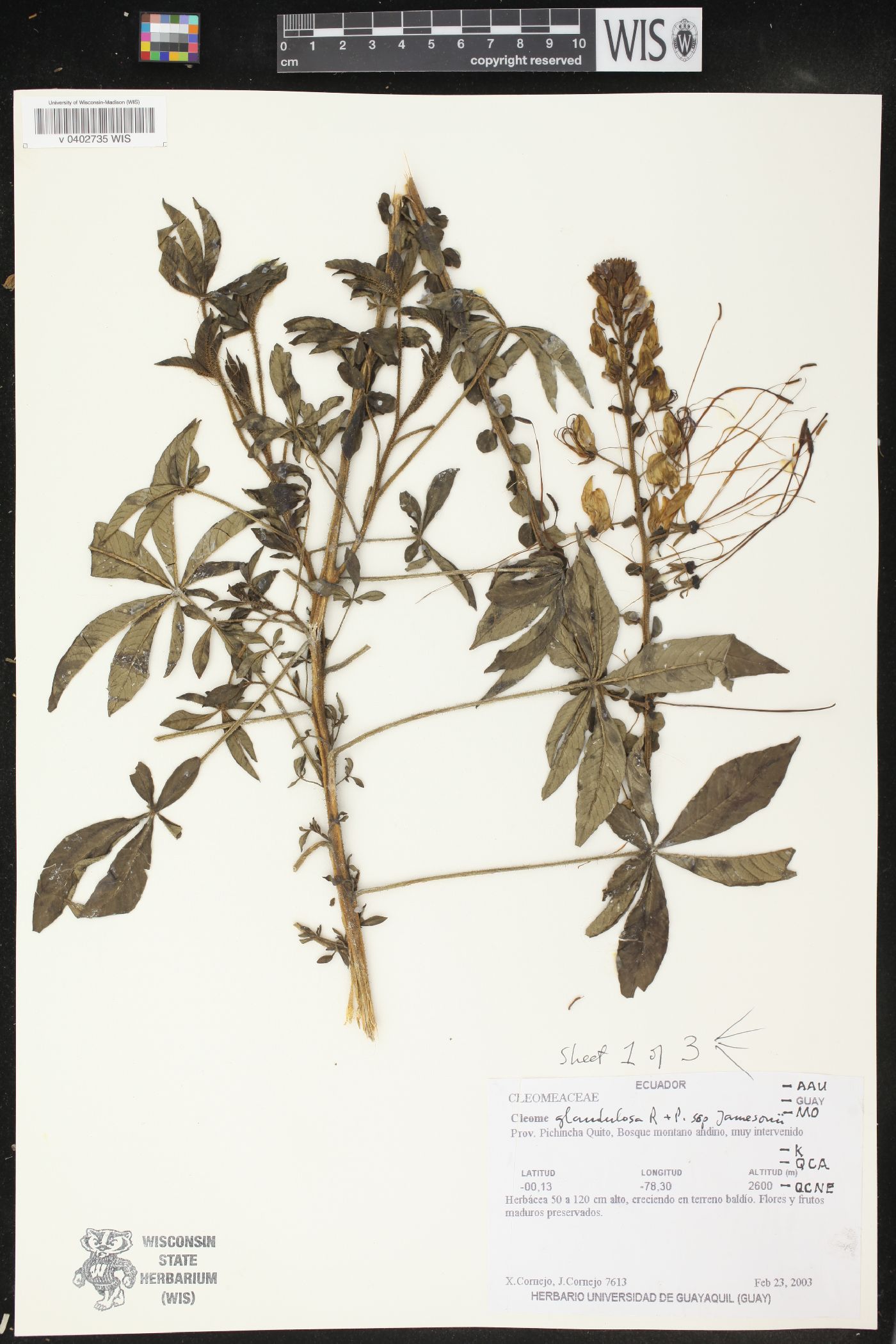 Cleome glandulosa image