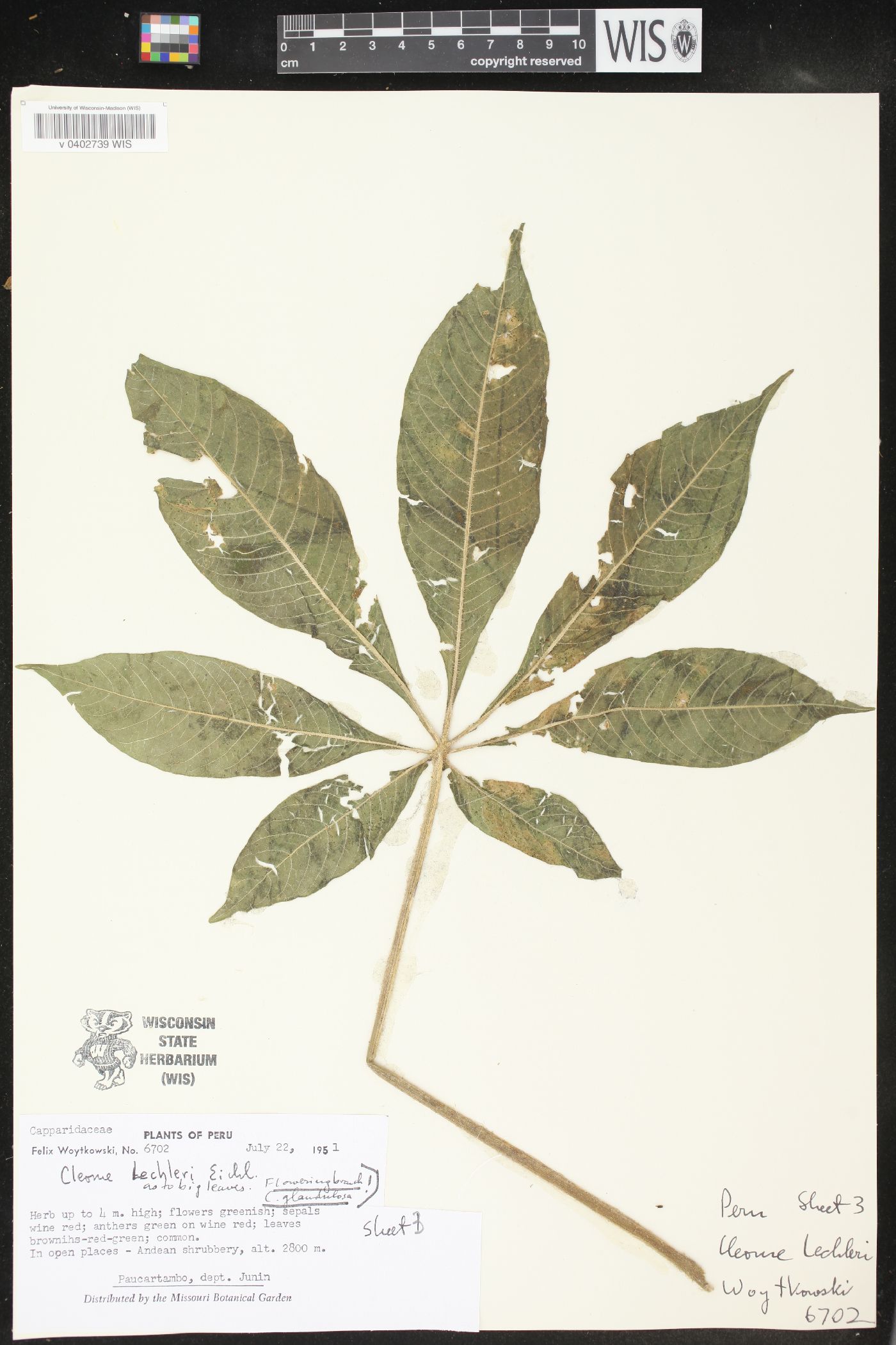 Cleome lechleri image