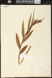 Cephalanthera longifolia image