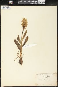 Dactylorhiza romana image