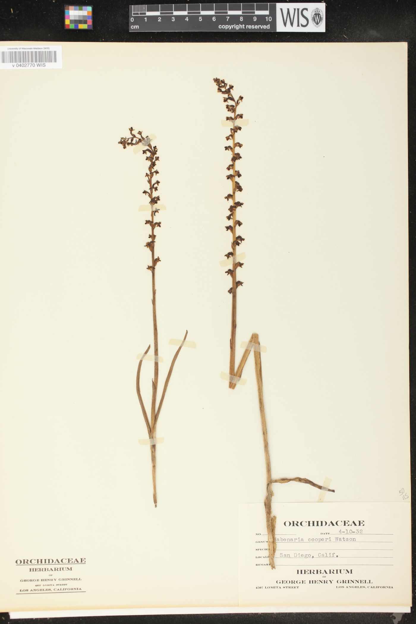 Habenaria cooperi image