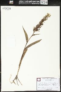 Habenaria repens image