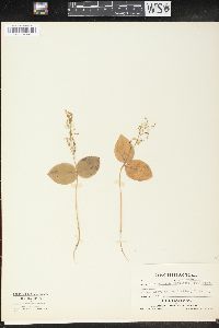 Listera convallarioides image