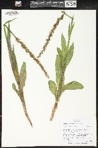 Platanthera dilatata image