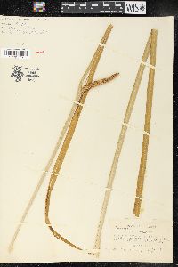 Acorus calamus image