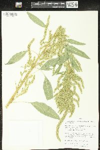 Amaranthus tuberculatus image