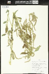 Amaranthus tuberculatus image