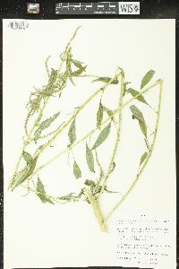 Amaranthus tuberculatus image