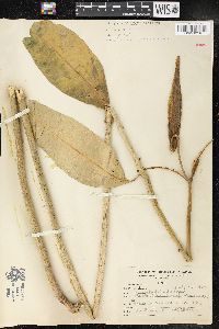 Asclepias purpurascens image