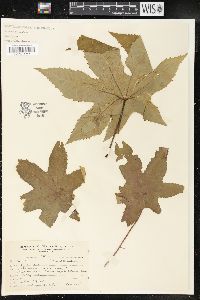 Ricinus communis image